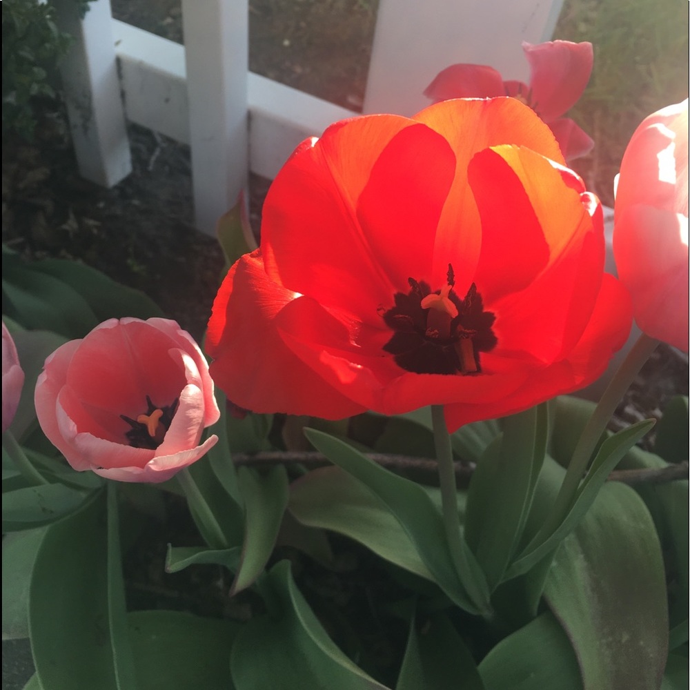 Meet your Posher, Connie